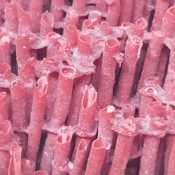 Natural Red Coral Reef - Picture 7 of 8